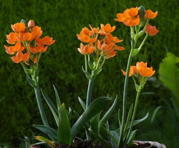 紅萬年青照顧 紅萬年青照顧