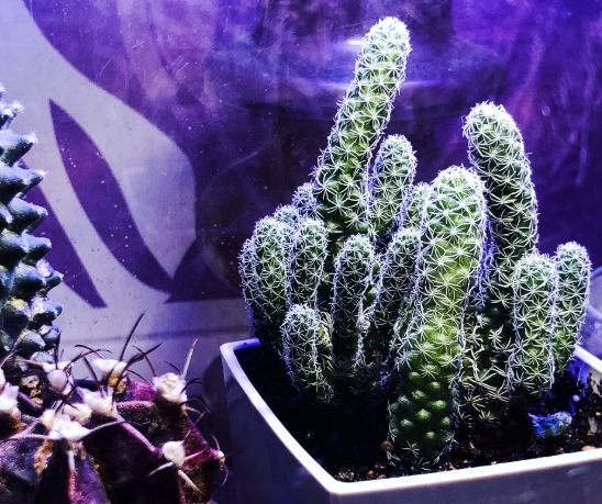 銀手指徒長原因