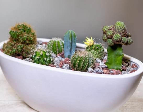 仙人掌盆栽排水