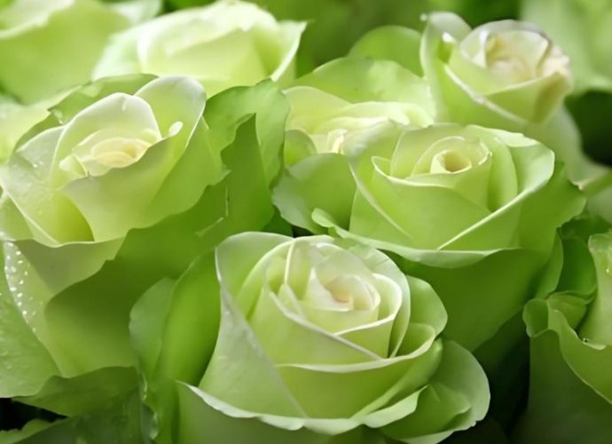 玫瑰花葉子掉光處理