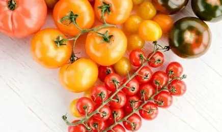 番茄種子種植方法 番茄種子種植方法