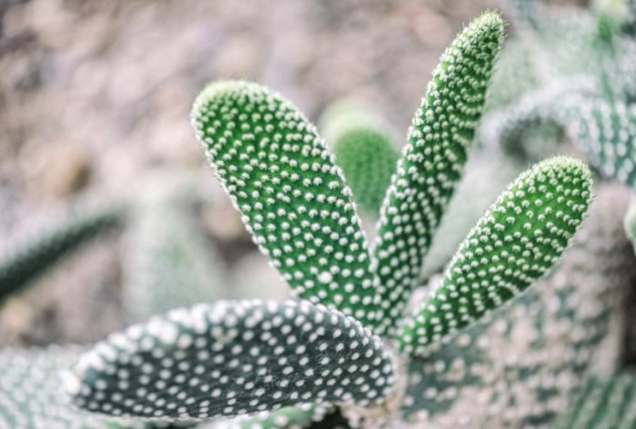 仙人掌科植物 仙人掌科植物