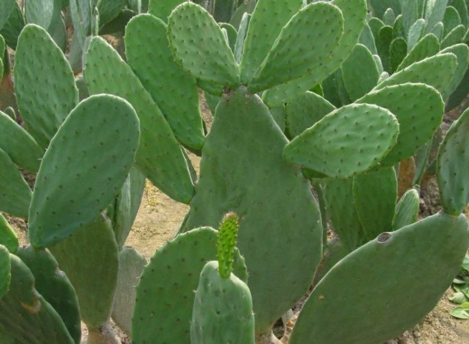 仙人掌肥料 仙人掌肥料