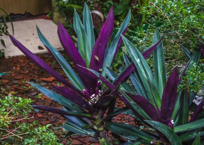 紫背萬年青毒性