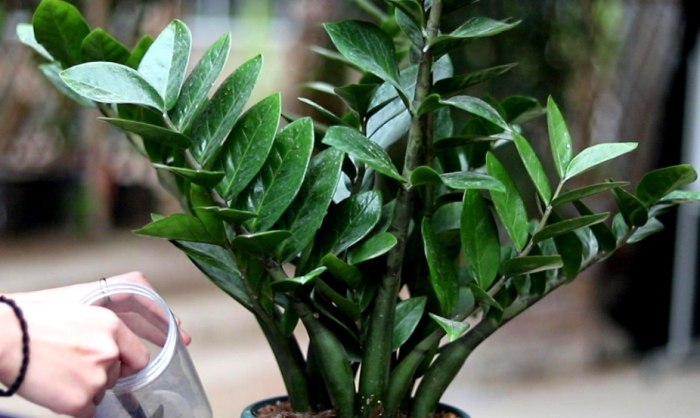 金钱树肥料 金钱树肥料