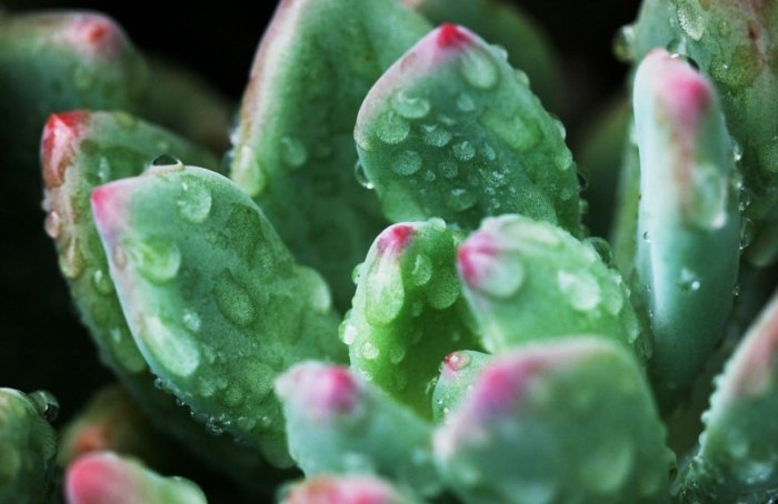 多肉植物冬季養護