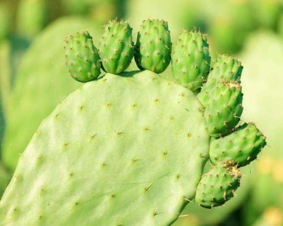 仙人掌病害