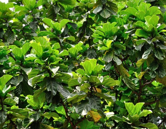 琴葉榕 照顧 方法