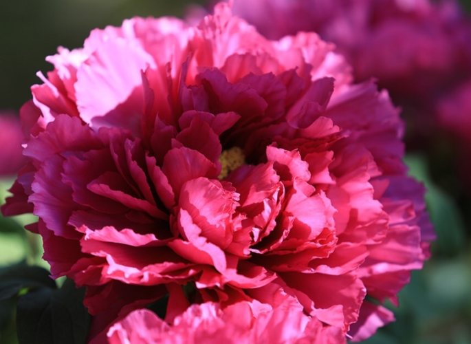 觀賞植物繁殖 觀賞植物繁殖