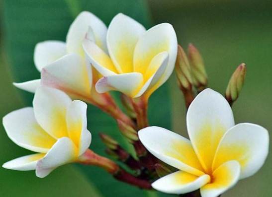 雞蛋花白粉病 雞蛋花白粉病