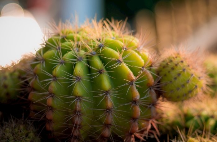 仙人掌種子發芽 仙人掌種子發芽