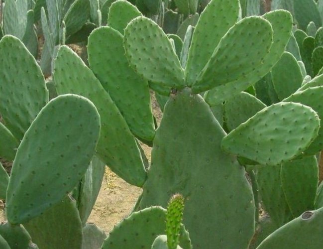 仙人掌長得快的方法 仙人掌長得快的方法