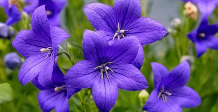 桔梗花栽培 桔梗花栽培