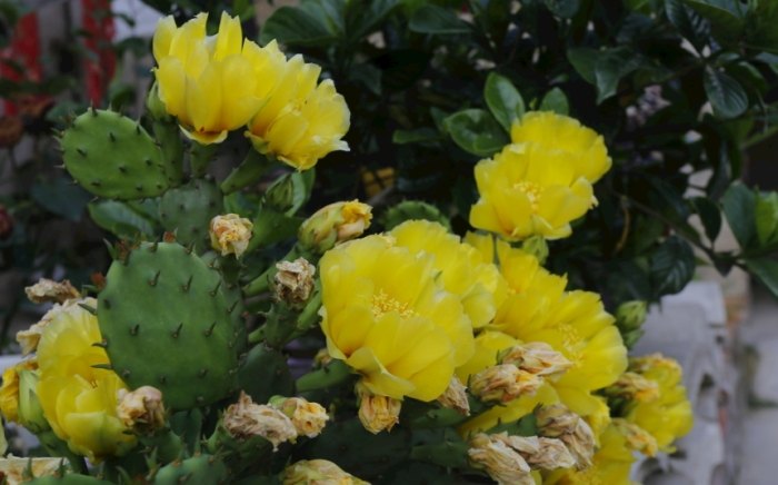 仙人掌枯萎 仙人掌枯萎