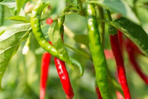 辣椒肥料选择