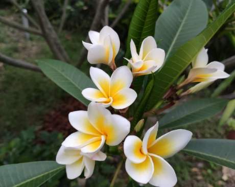 鸡蛋花照顾 鸡蛋花照顾