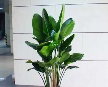 天堂鳥葉子枯黃處理