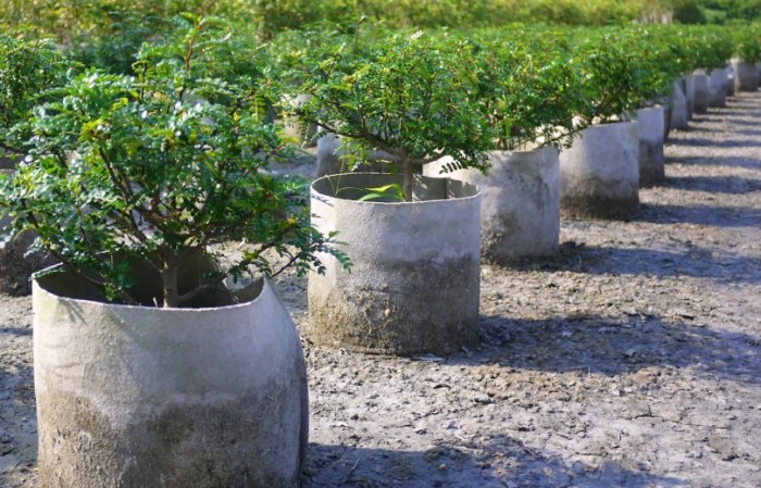 換盆最佳時間 換盆最佳時間