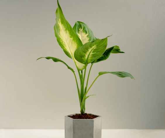 白玉黛粉葉養護 白玉黛粉葉養護