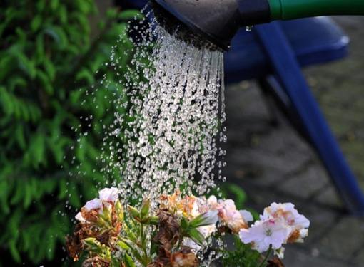 植物澆水 植物澆水