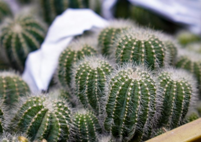 仙人掌木質化處理