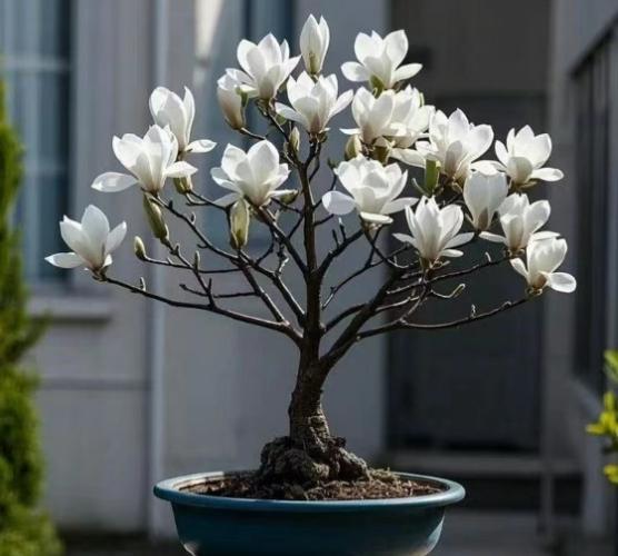 玉蘭花盆栽 玉蘭花盆栽