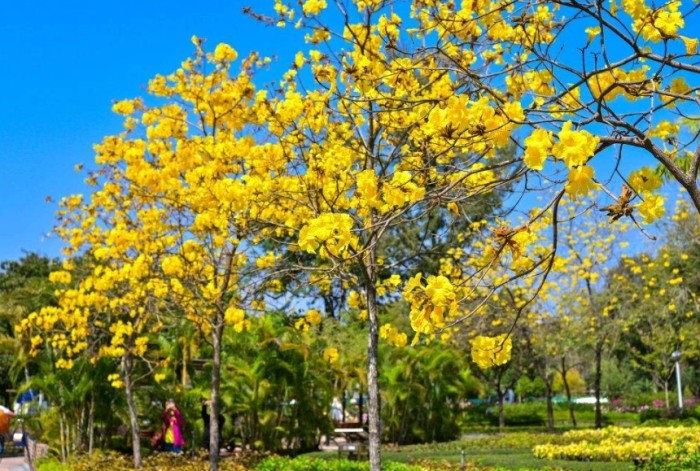 黃花文化意義 黃花文化意義