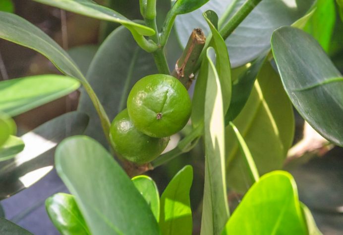 福木果實營養價值 福木果實營養價值