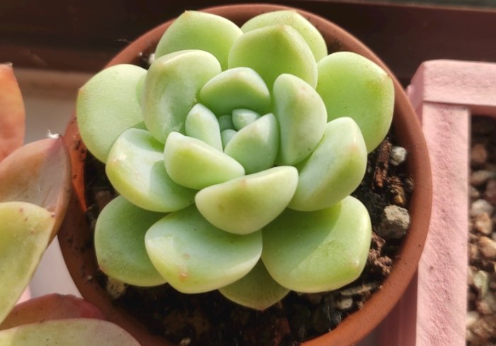 側芽繁殖技巧 側芽繁殖技巧