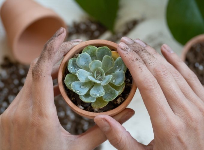 多肉植物組合 多肉植物組合