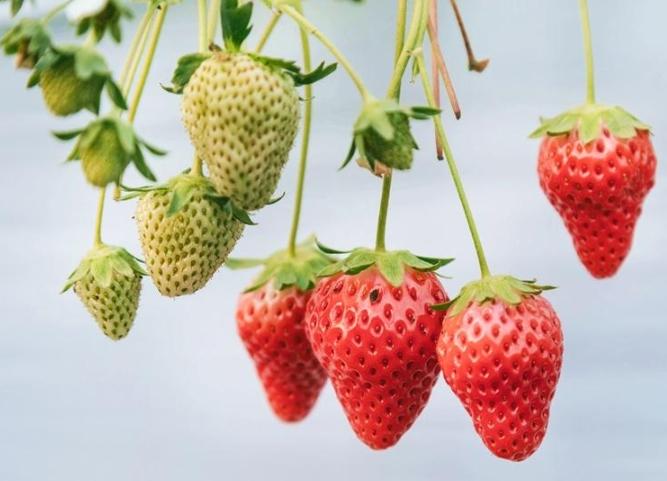 戀香草莓種子 種植