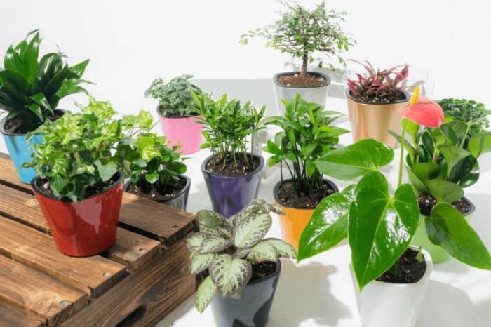 辦公室植物推薦 辦公室植物推薦