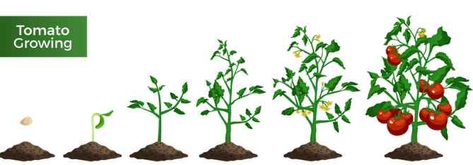 番茄種植步驟
