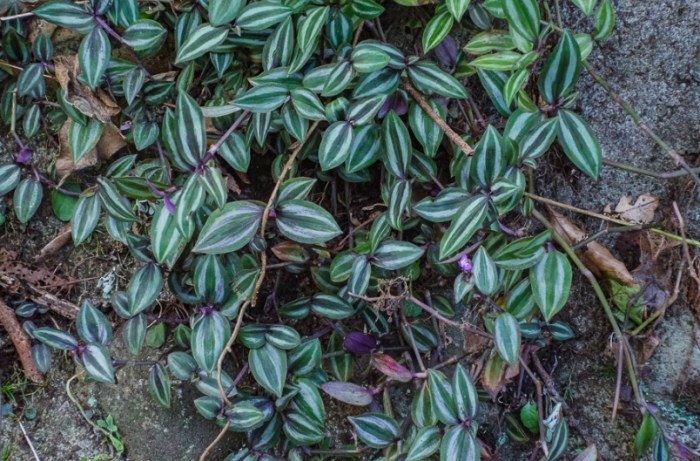 紫背鴨跖草繁殖