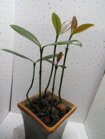 福木種子發芽 福木種子發芽