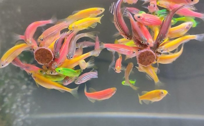 基因改造觀賞魚