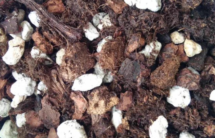 赤玉土使用教學 赤玉土使用教學