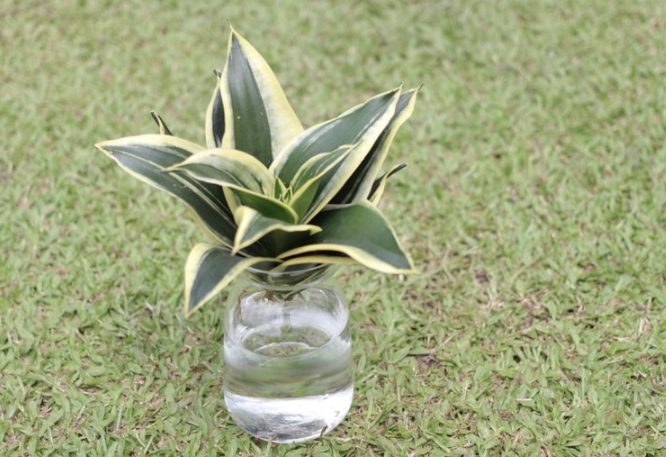 水培蘭花方法 水培蘭花方法