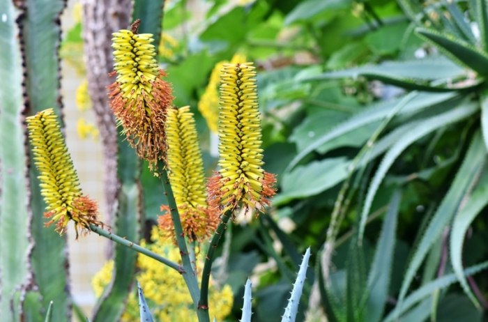 仙人掌急救方法 仙人掌急救方法