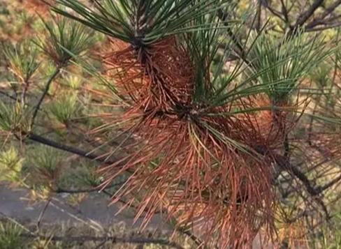 松树生病症状 松树生病症状