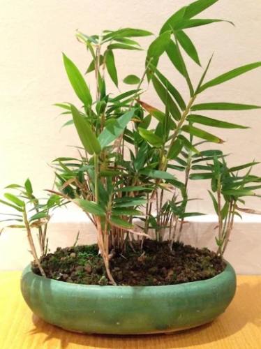 竹子盆栽推薦 竹子盆栽推薦