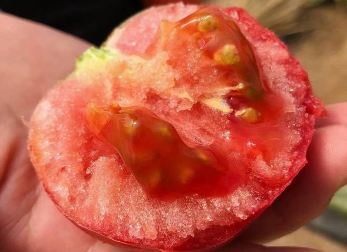 番茄籽健康風險 番茄籽健康風險