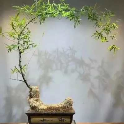 竹子盆栽養護 竹子盆栽養護