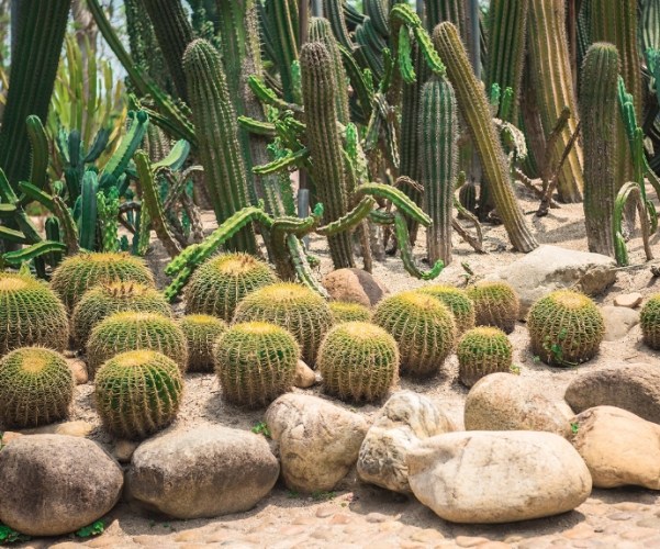 多肉植物生長週期 多肉植物生長週期