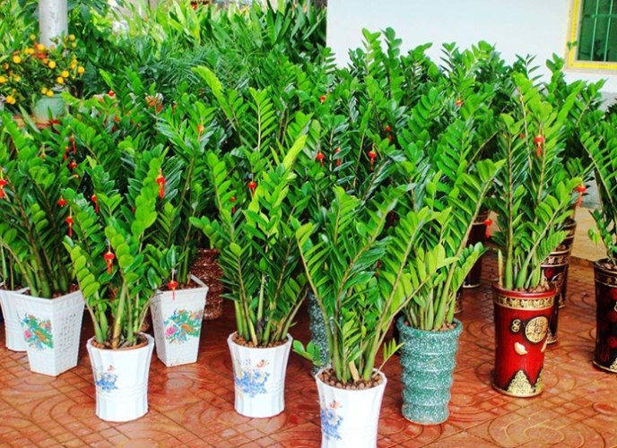 金錢樹種植方法