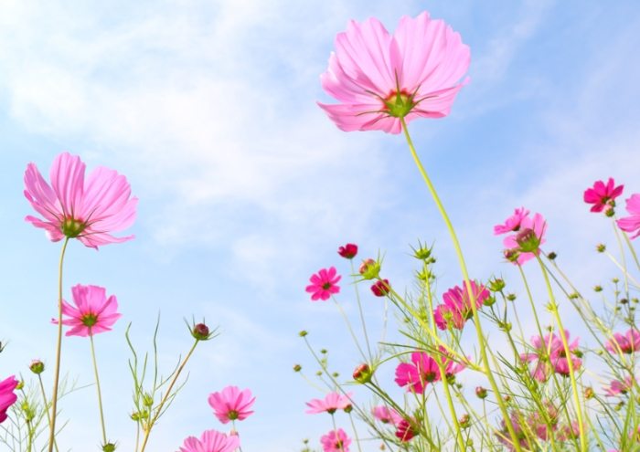 全年開花植物推薦