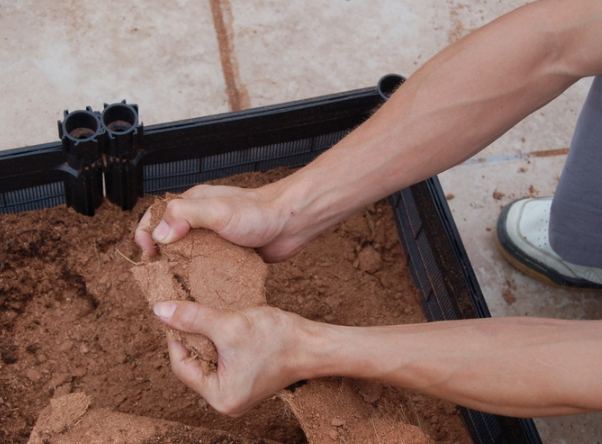 植物根部腐爛 植物根部腐爛