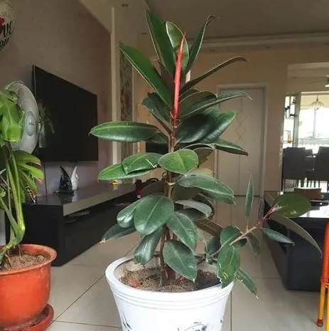 橡皮樹照顧方法