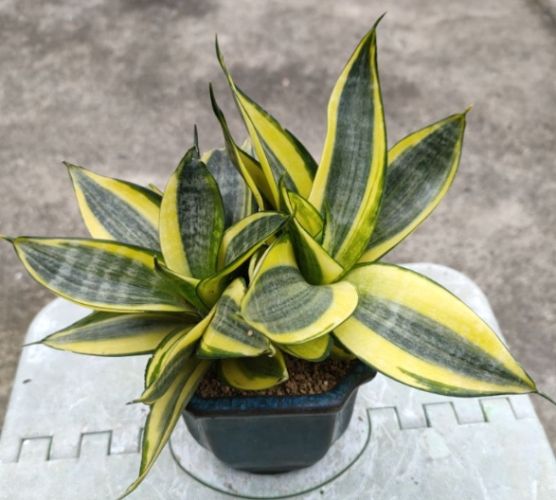 虎尾蘭肥料推薦