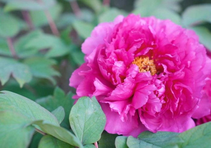 葉牡丹養護技巧